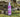 Mountain Garden Botanics Natural Calming Mist Spray 100ml