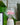 Flower Power LED Filament Bulb