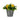 CANDLELIGHT LEMON PLANT IN POT