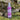 Mountain Garden Botanics Natural Calming Mist Spray 100ml