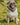Heritage Hounds Check Dog Collar & Lead Set