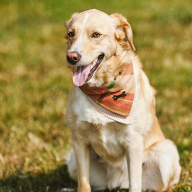 Heritage Hounds Tartan Dog Bandana