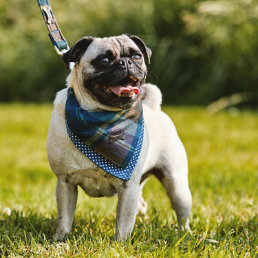 Heritage Hounds Tartan Dog Bandana