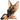 Little Paws - Argo - German Shepherd