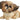 Little Paws Gizmo - Shih Tzu