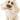 Little Paws Winnie - Poodle Cross